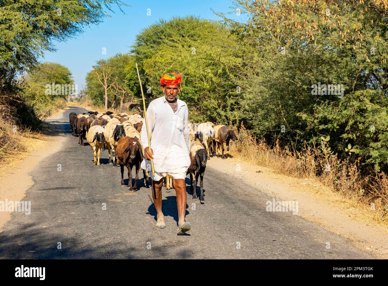 India, stato del Rajasthan, Roopangarh, pastore del Rajasthan e il suo gregge di pecore Foto Stock