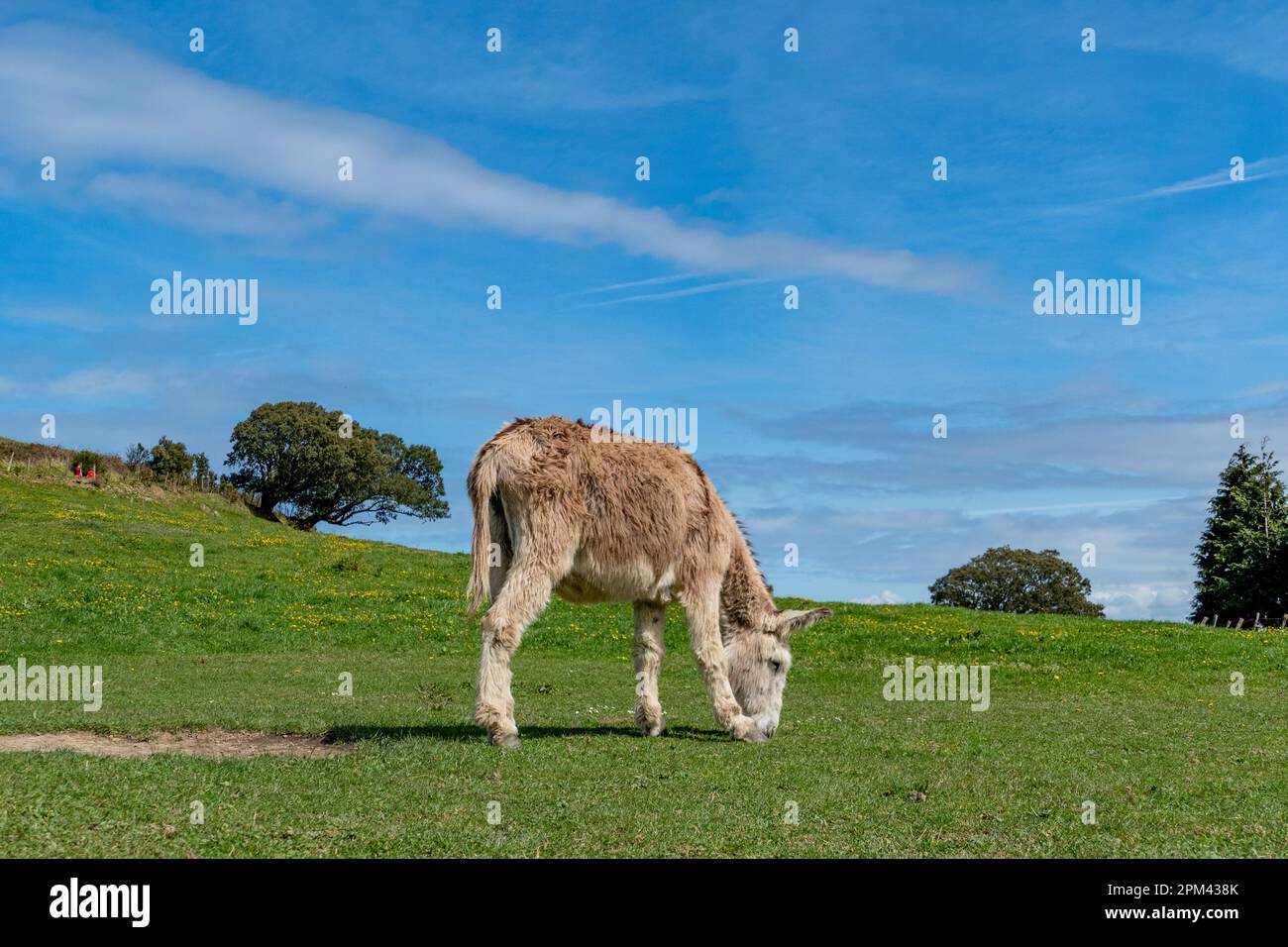 Asino vecchio pascolo al prato verde in Spagna Foto Stock