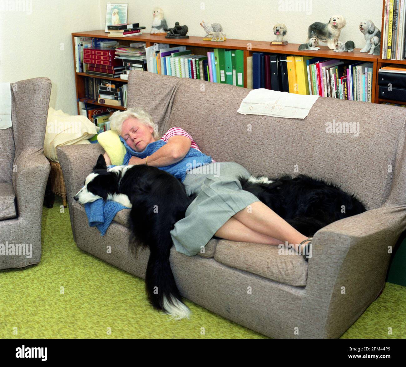 Donna anziana addormentata sul divano con due Collies bordo che dormono accanto a lei Foto Stock