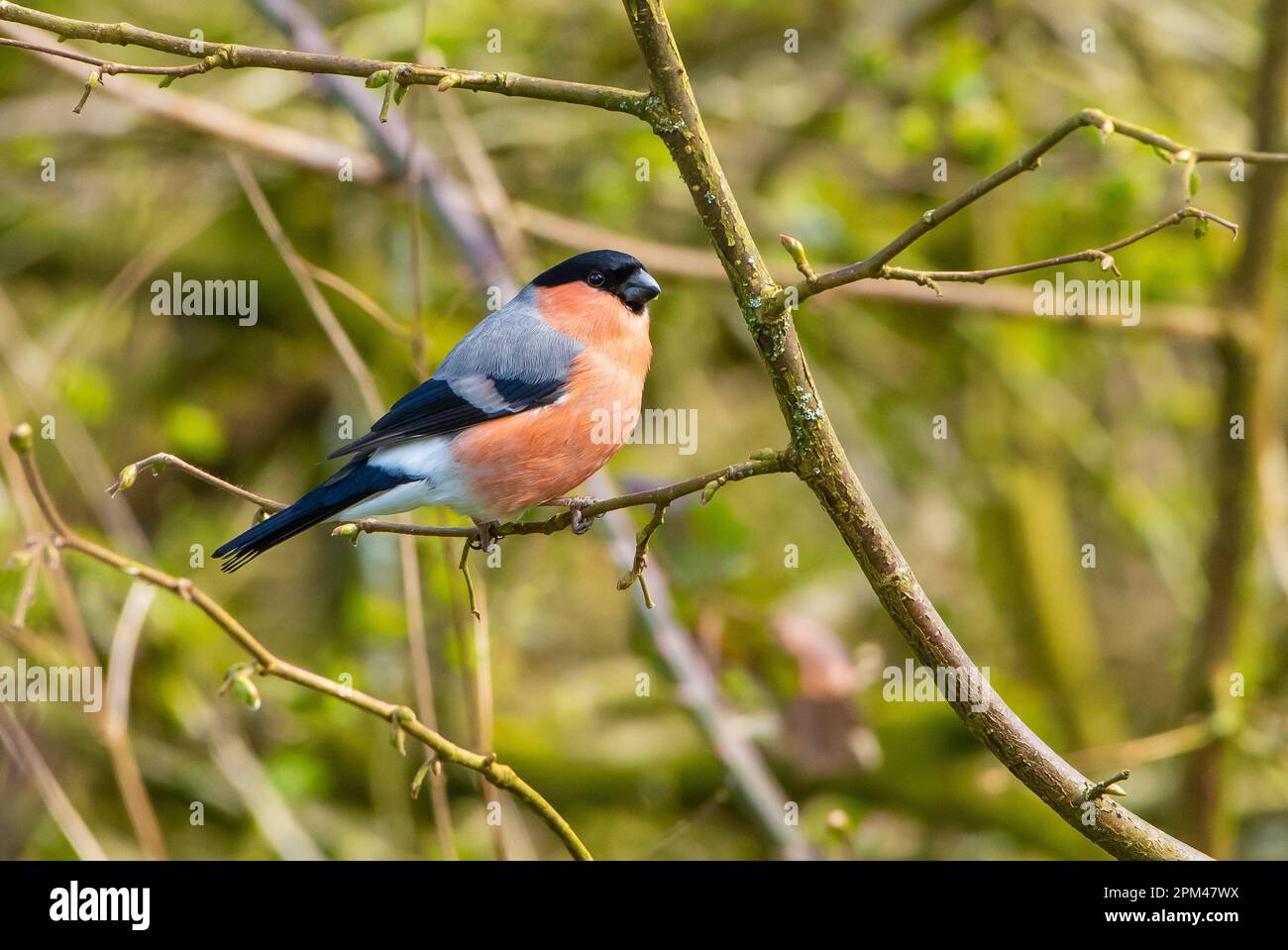 Maschio Bullfinch a Leighton Moss, Silverdale, Carnforth, Lancashire, UK Foto Stock