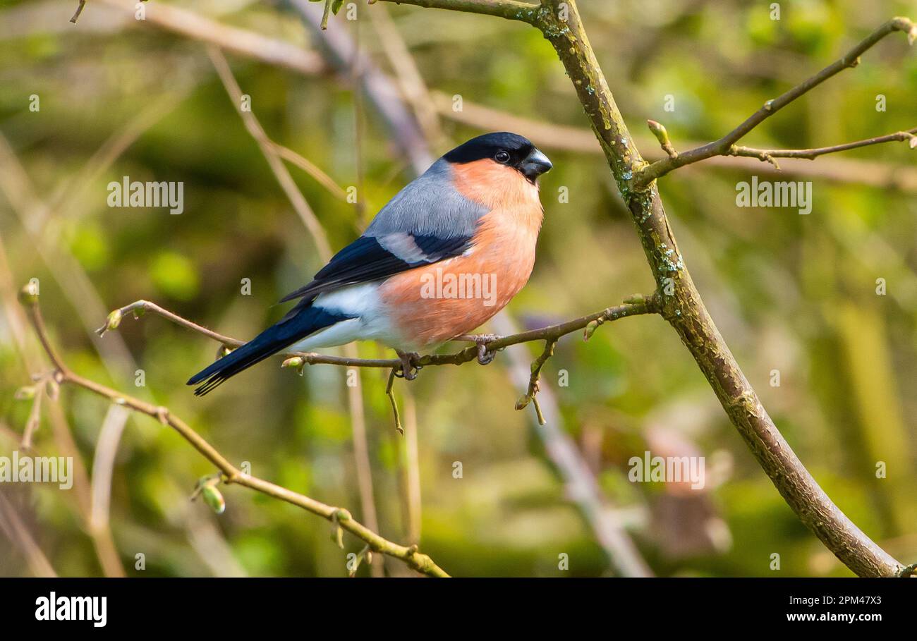 Maschio Bullfinch a Leighton Moss, Silverdale, Carnforth, Lancashire, UK Foto Stock