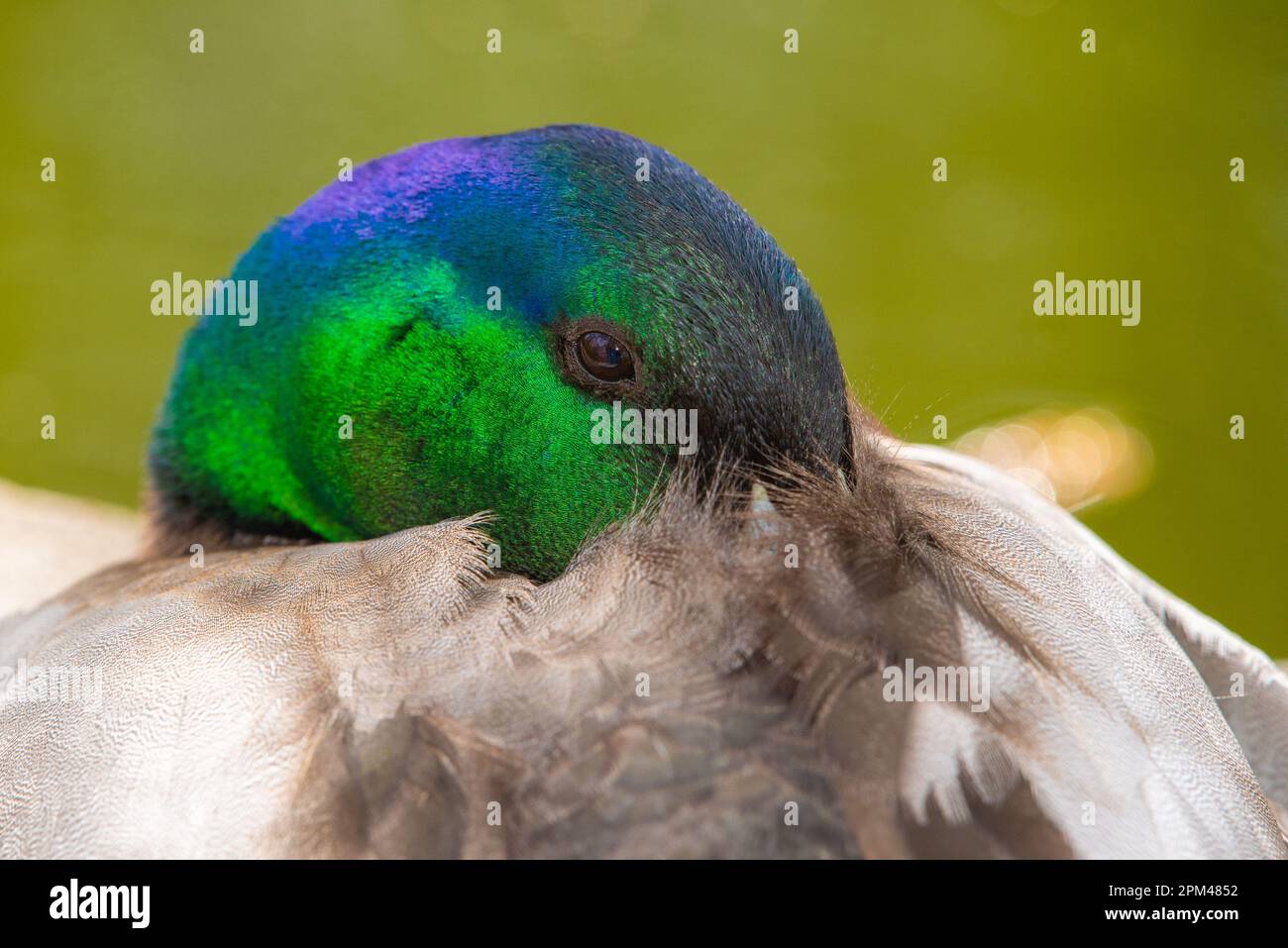 Un'anatra maschile di Mallard, Leighton Moss, Silverdale, Carnforth, Lancashire. Foto Stock