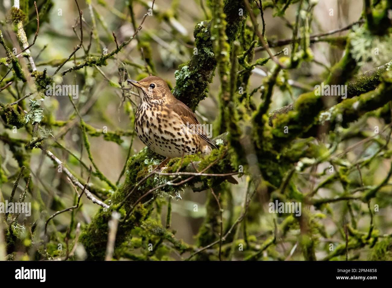 Una canzone Thrush, Chipping, Preston, Lancashire. Foto Stock