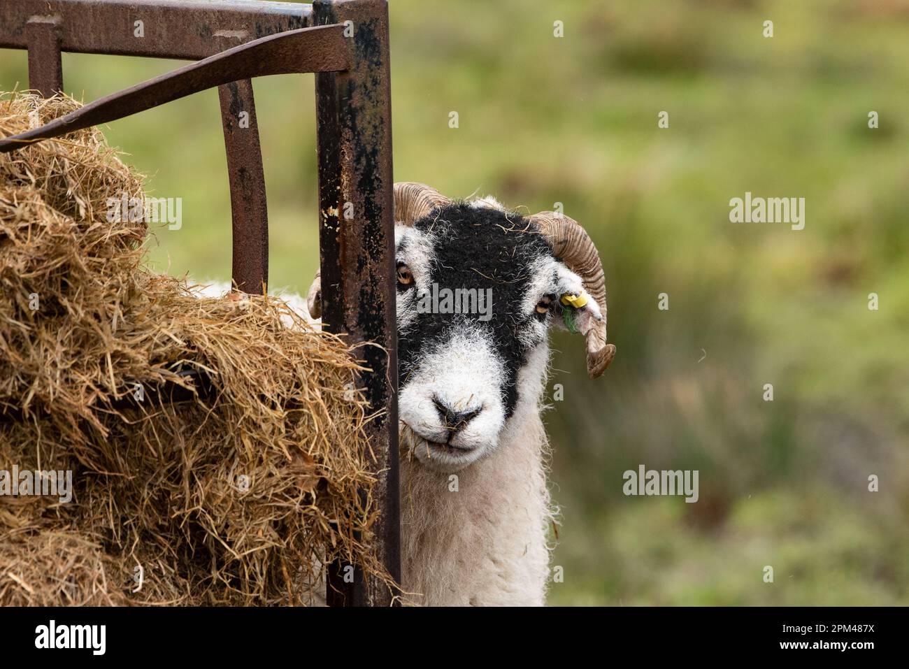 Pecora Swaledale con alimentatore di insilato in un campo, Chipping, Preston, Lancashire, UK Foto Stock