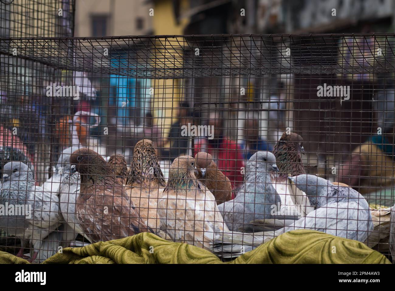 Piccioni fantasia di colore bianco, marrone, grigio tenuto in gabbia per la vendita in negozio di animali domestici o mercati di animali domestici in India. Questi piccioni volanti sono molto popolari tra Foto Stock