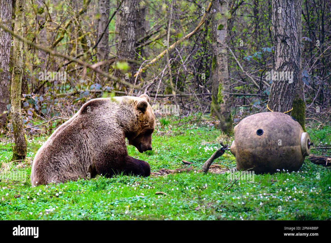 Orso bruno con una grande palla da gioco Foto Stock