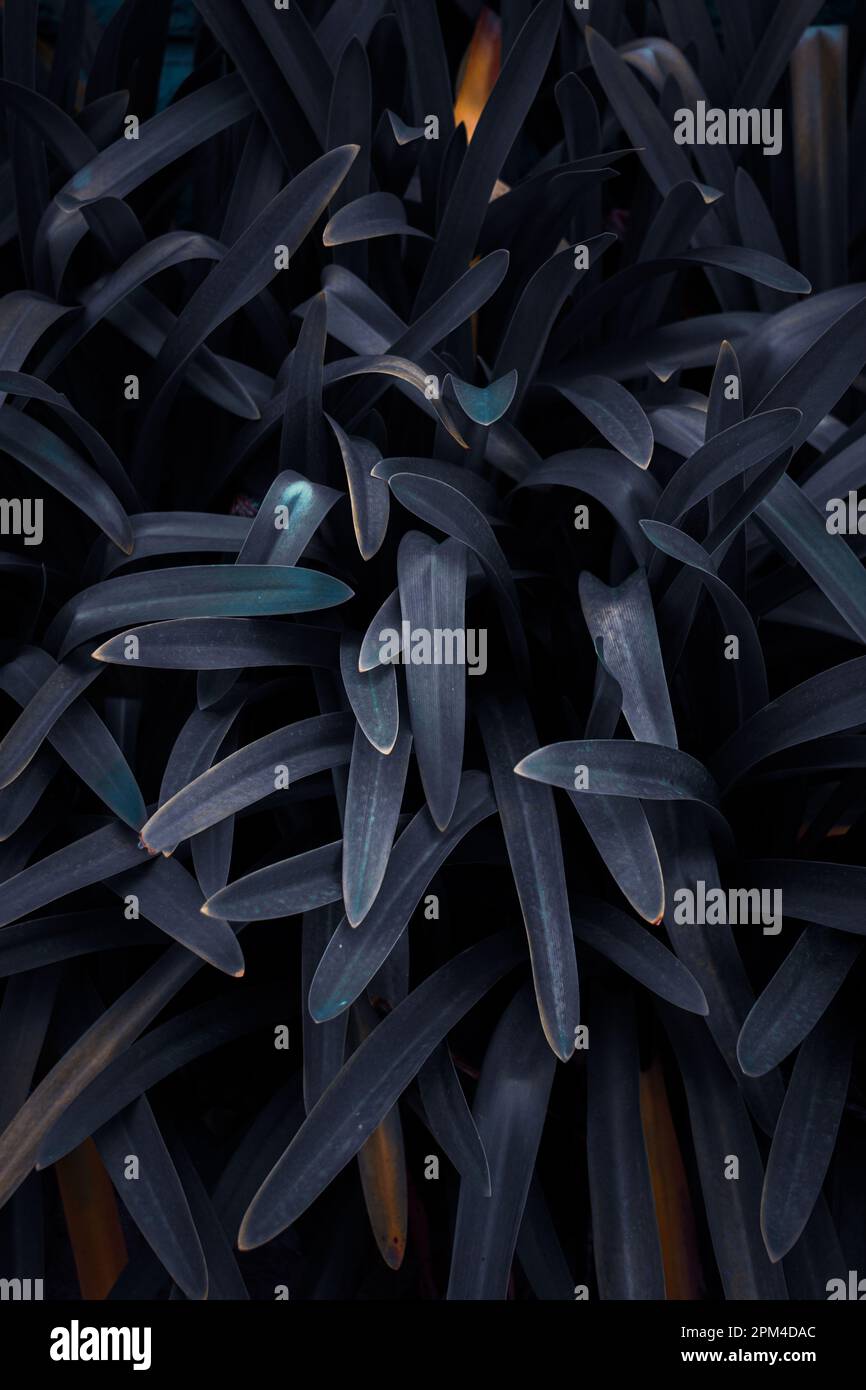 foglie di pianta blu in inverno, sfondo blu Foto Stock