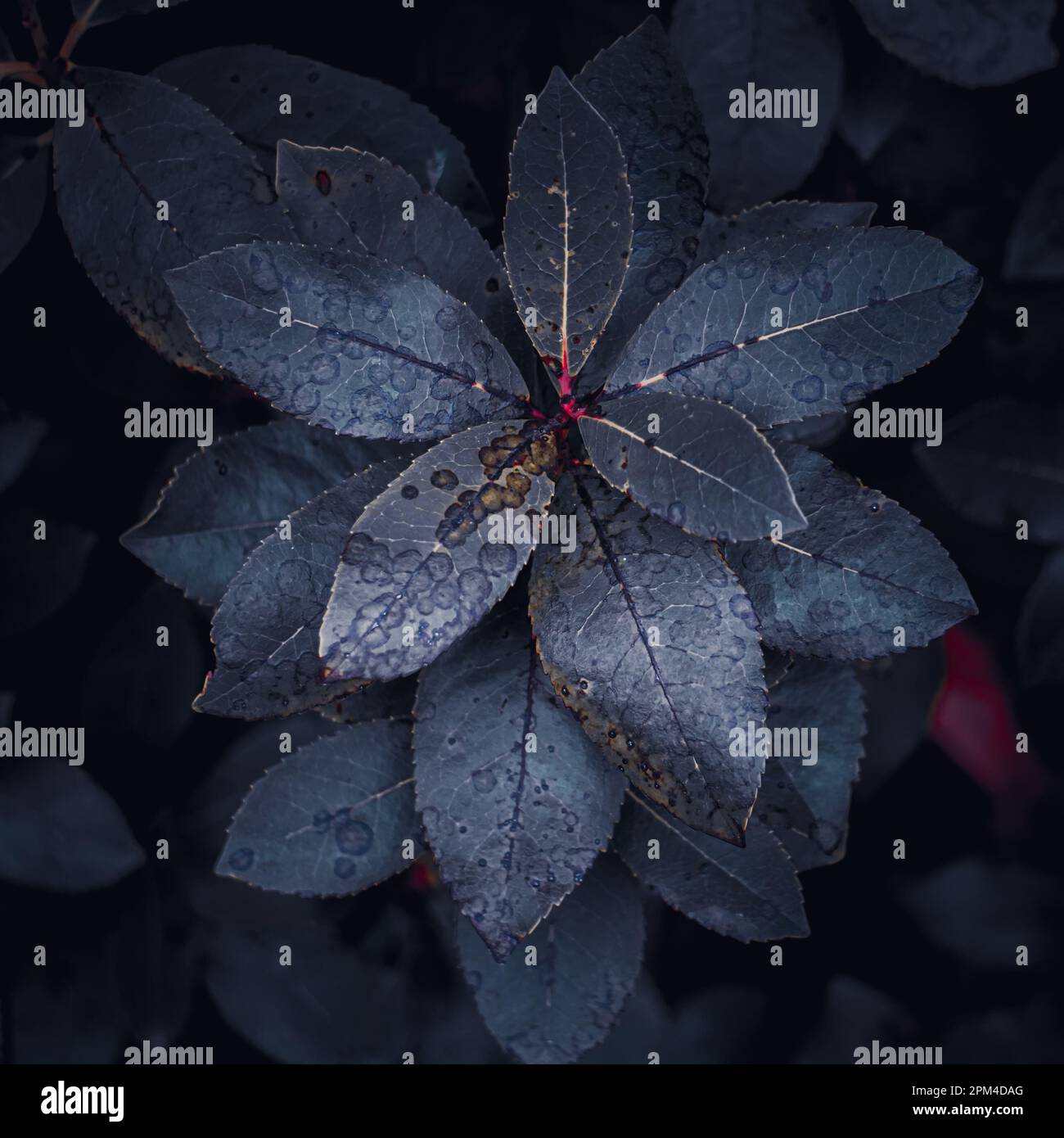 foglie di pianta blu in inverno, sfondo blu Foto Stock