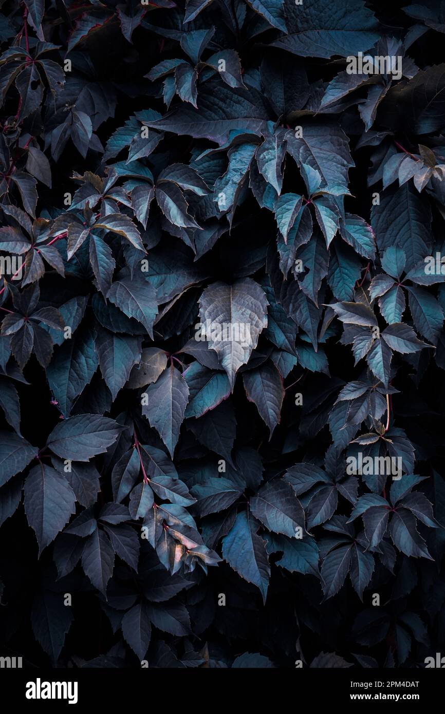 foglie di pianta blu in inverno, sfondo blu Foto Stock