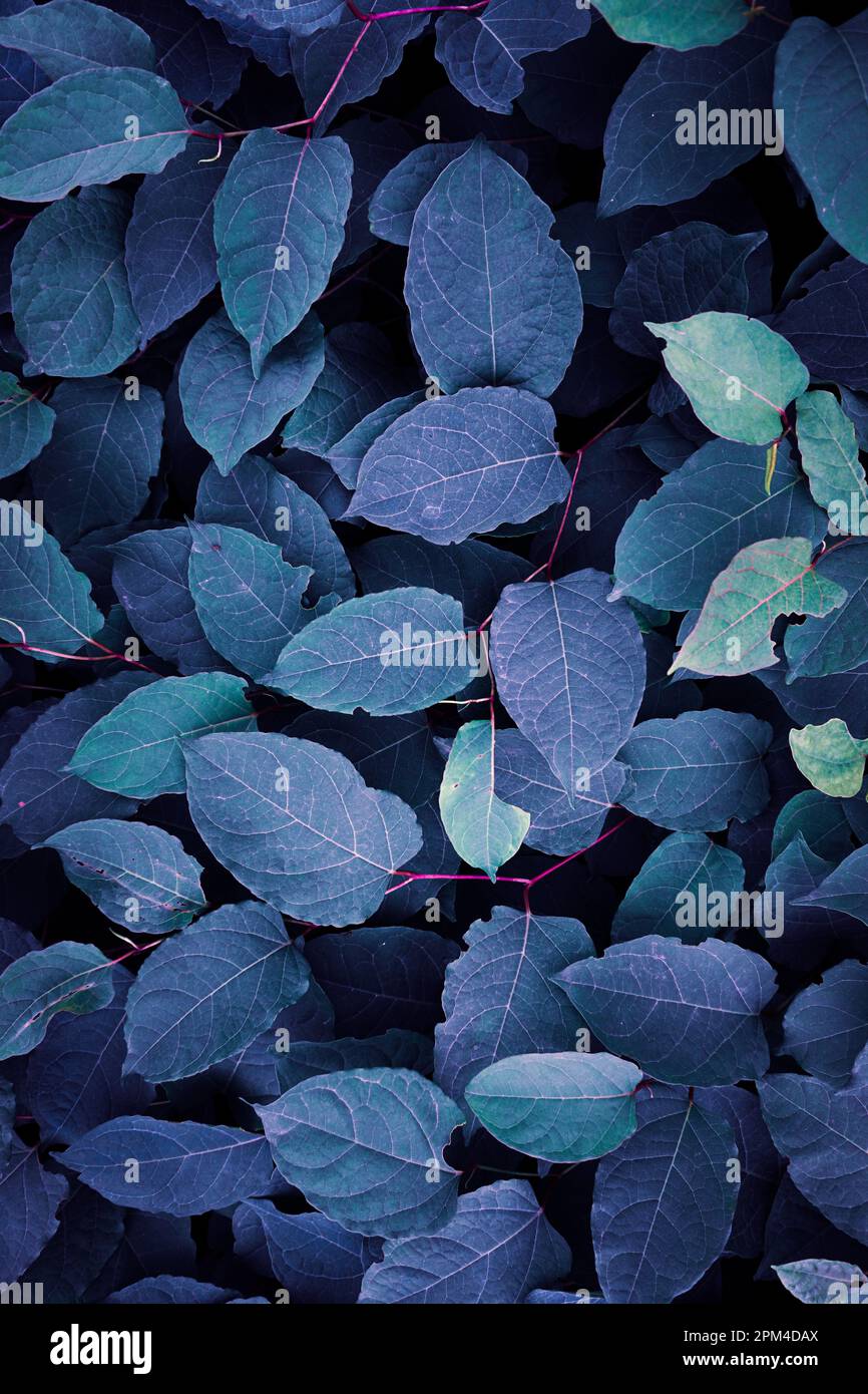 foglie di pianta blu in inverno, sfondo blu Foto Stock
