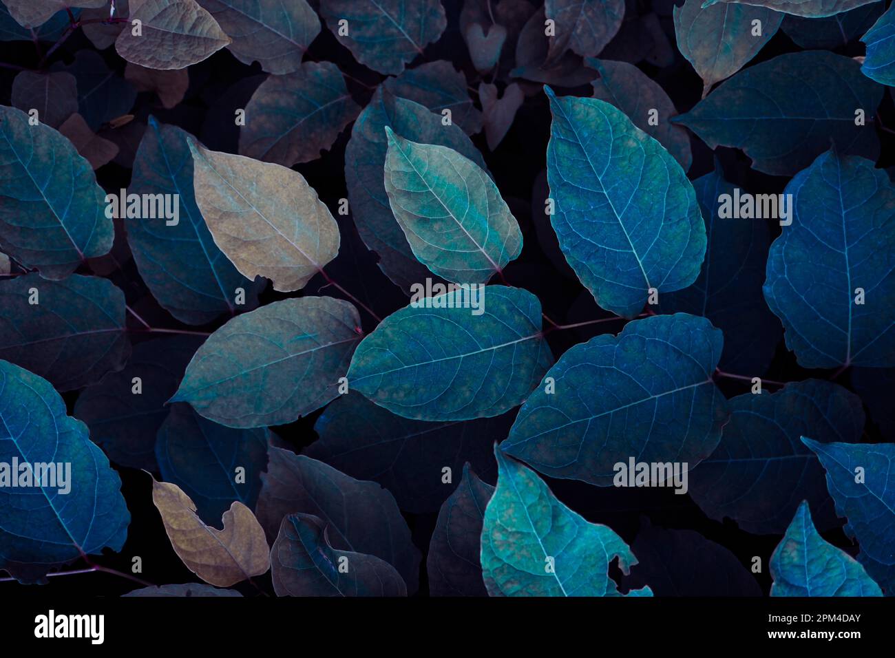 foglie di pianta blu in inverno, sfondo blu Foto Stock