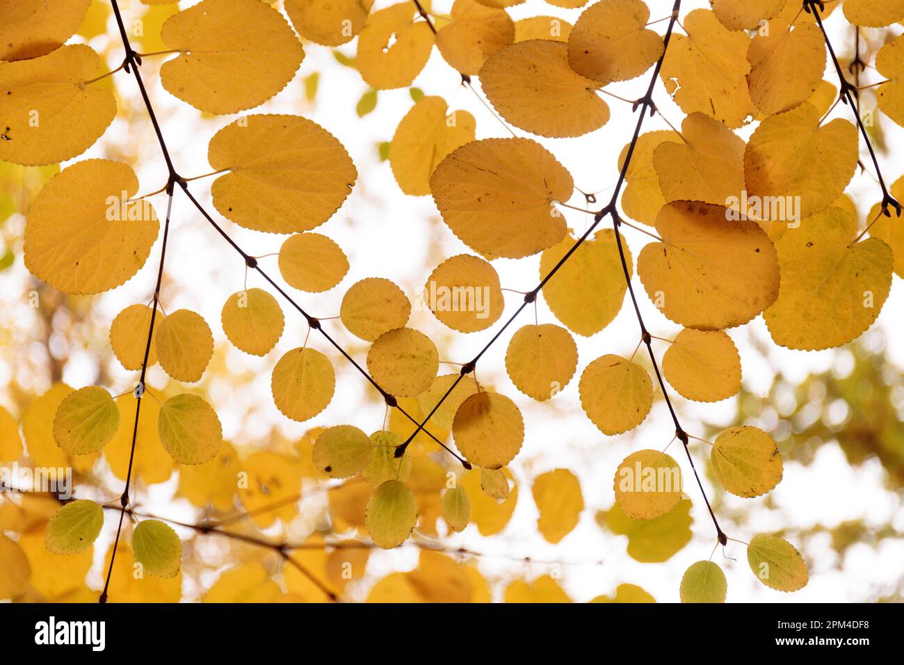 Cercidiphyllum japonicum, ramo con foglie rotonde gialle. Fogliame autunnale dell'albero giapponese di Katsura Foto Stock