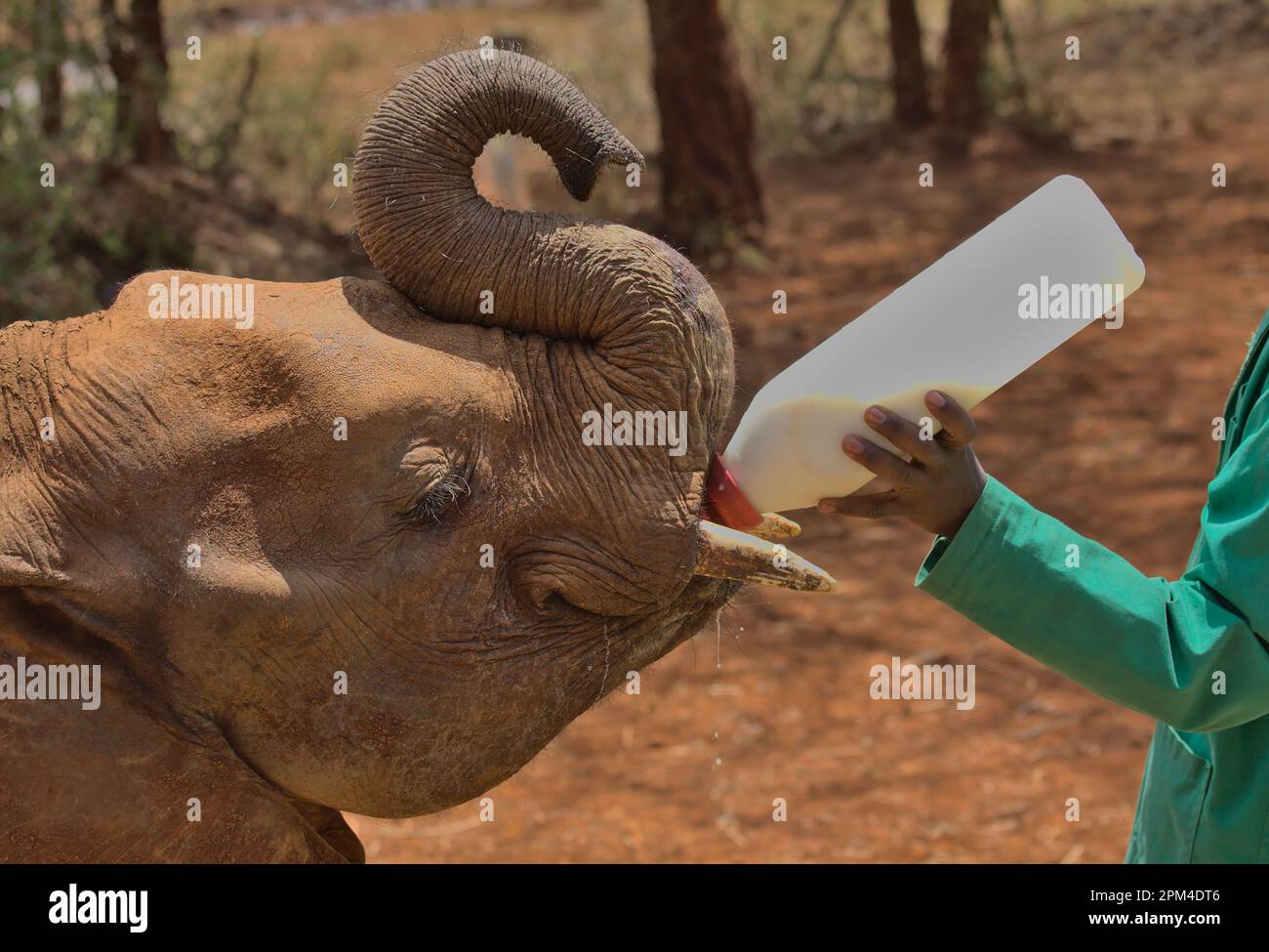 Un adorabile giovane elefante orfano riccio il suo tronco ed è una bottiglia di latte alimentato il suo latte dalle mani del caregiver al Sheldrick Wildlife Trust Orphanage Foto Stock