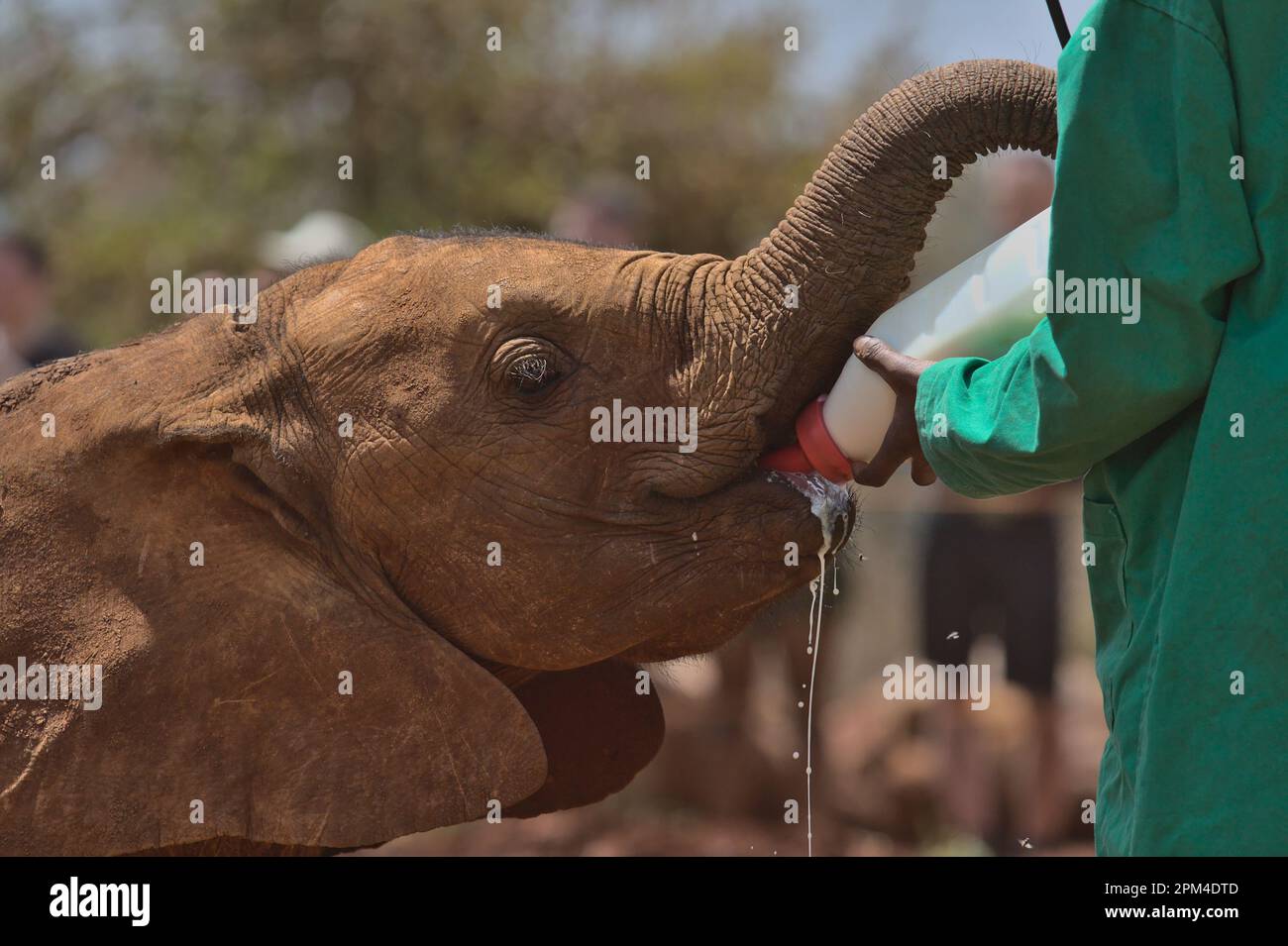 Un giovane elefante africano orfano beve latte da una bottiglia per mano del suo guardiano all'orfanotrofio Sheldrick Wildlife Trust, Nairobi Nursery Unit Foto Stock