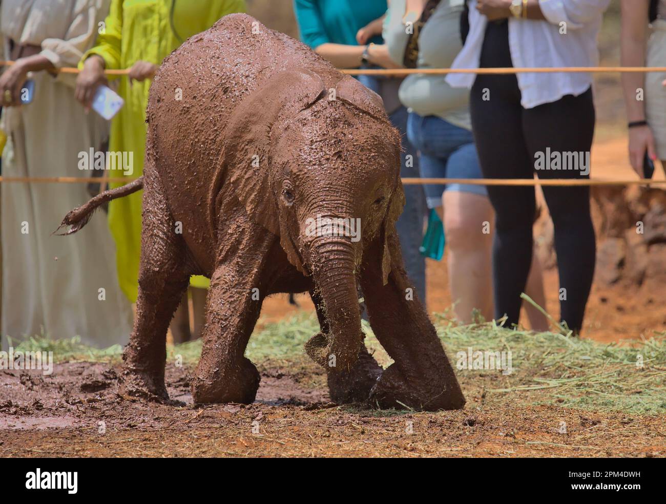 Adorabile bambino orfano elefante africano coperto di fango cerca di alzarsi presso lo Sheldrick Wildlife Trust Orphanage, Nairobi Nursery Unit, Kenya Foto Stock