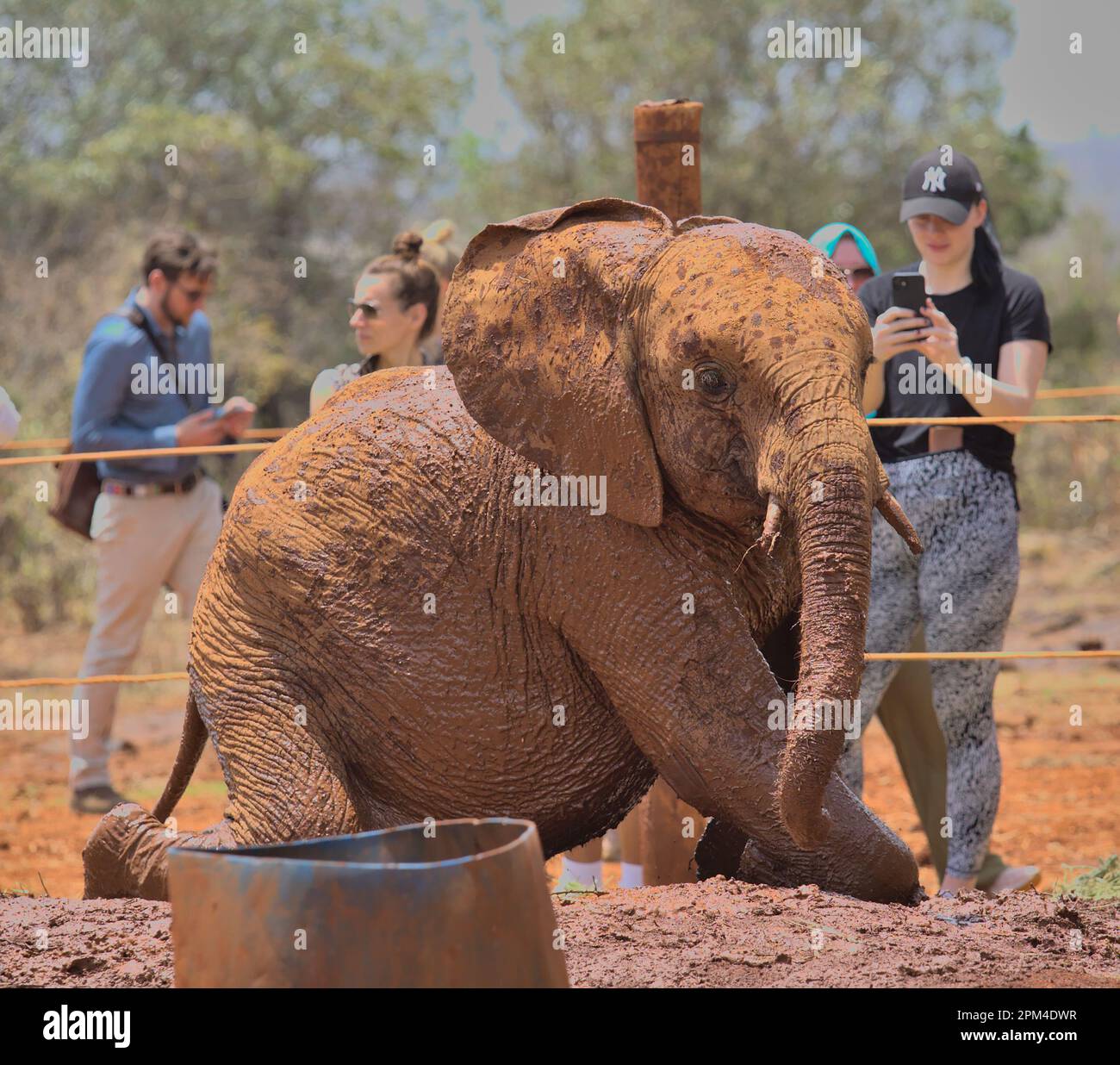 NAIROBI, KENYA - Marzo 20 2023: Un elefante africano orfano si alza dal suo bagno di fango mentre i visitatori guardano all'orfanotrofio Sheldrick Wildlife Trust Foto Stock