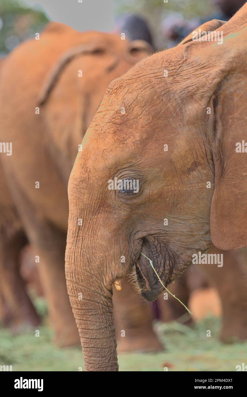 Vista laterale e primo piano di un elefante africano orfano che mangia erba presso l'orfanotrofio Sheldrick Wildlife Trust, Nairobi Nursery Unit, Kenya Foto Stock