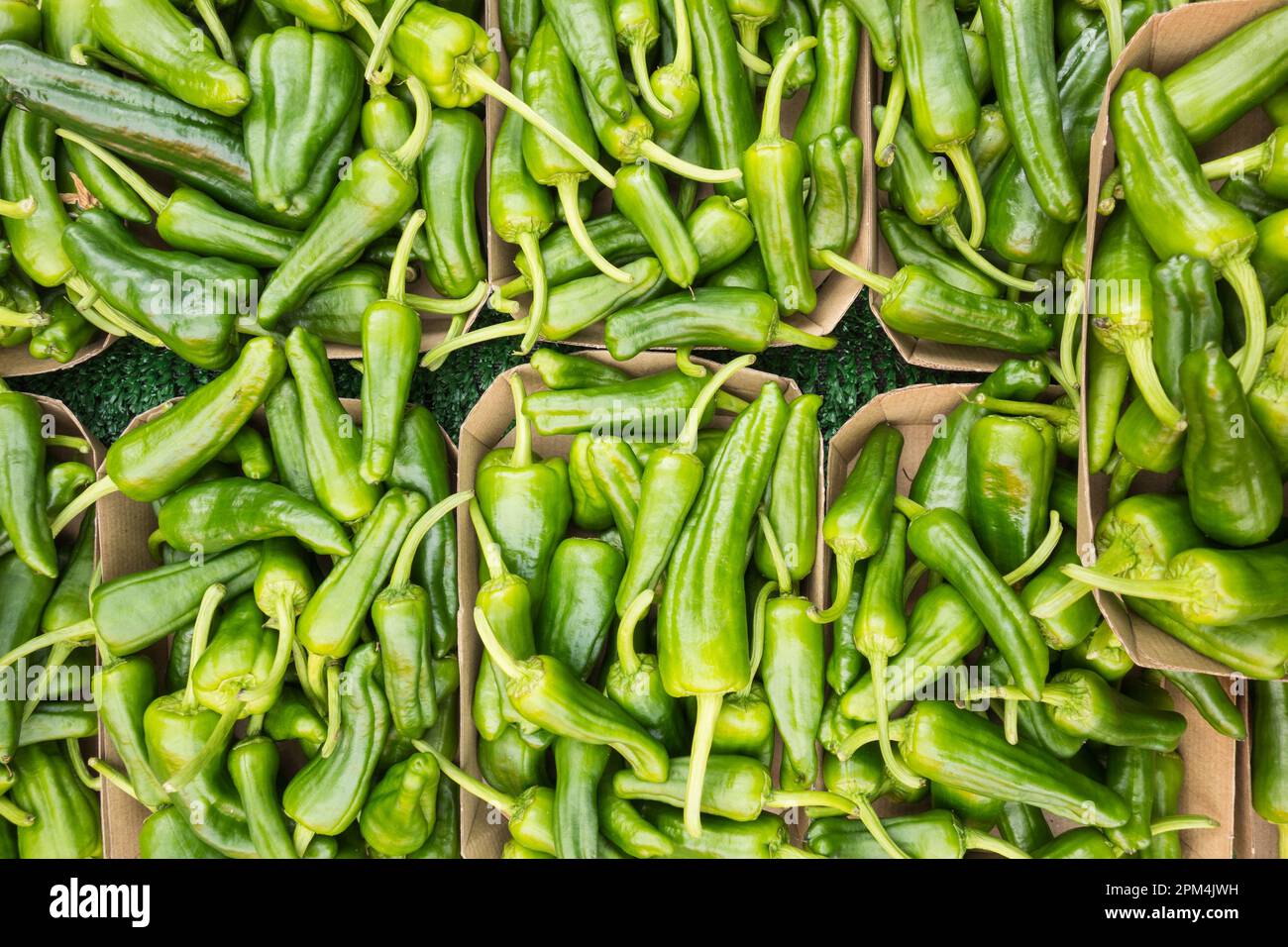 Primo piano di punzoni di peperoncini verdi piccoli (Capsicum annuum,) Foto Stock