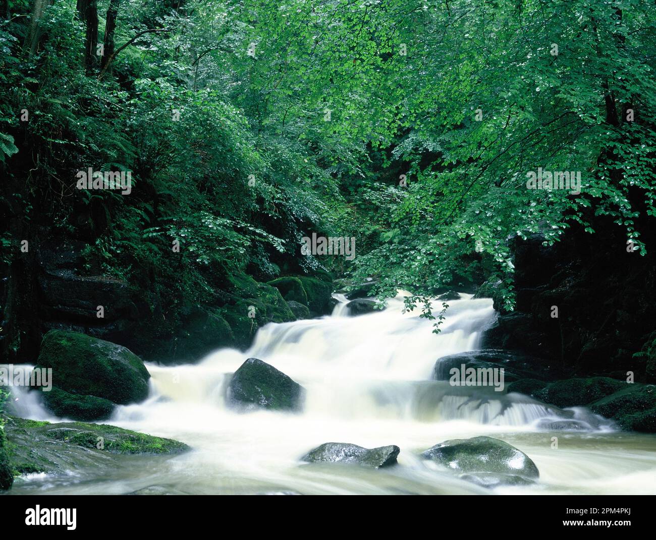 Inghilterra. Cumbria. Ambleside. Flusso veloce Stock Ghyll Force. Foto Stock