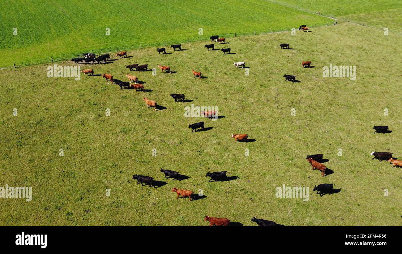 Una mucca su un pascolo verde, un campo del coltivatore. Paesaggio agricolo. Zootecnia. Foto Stock