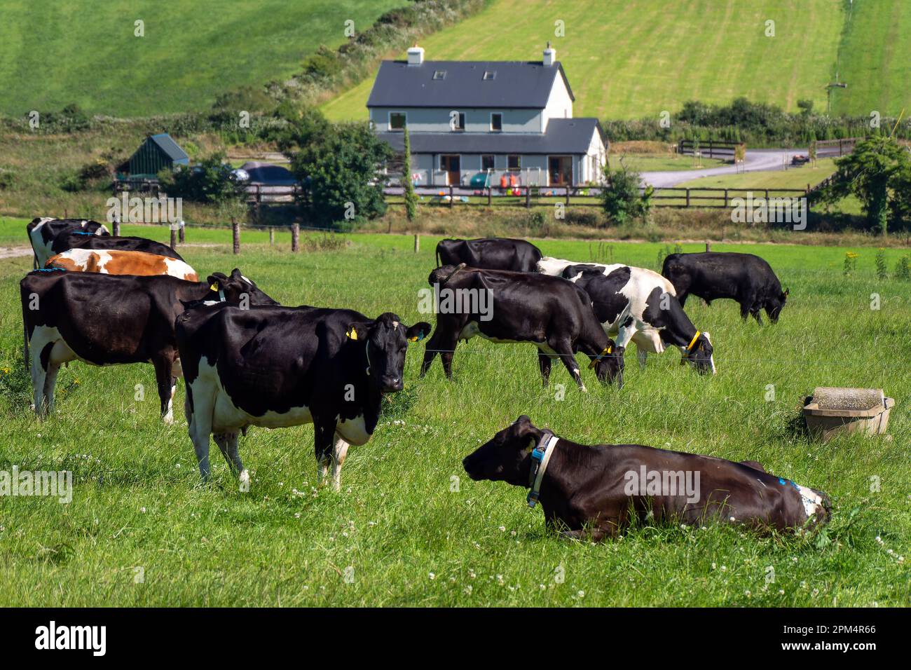 Mucche in una fattoria, campo in estate. Freegrazing di bestiame bovino. Paesaggio agricolo. Allevamento in Irlanda. Mucca bianca e nera su prato verde Foto Stock