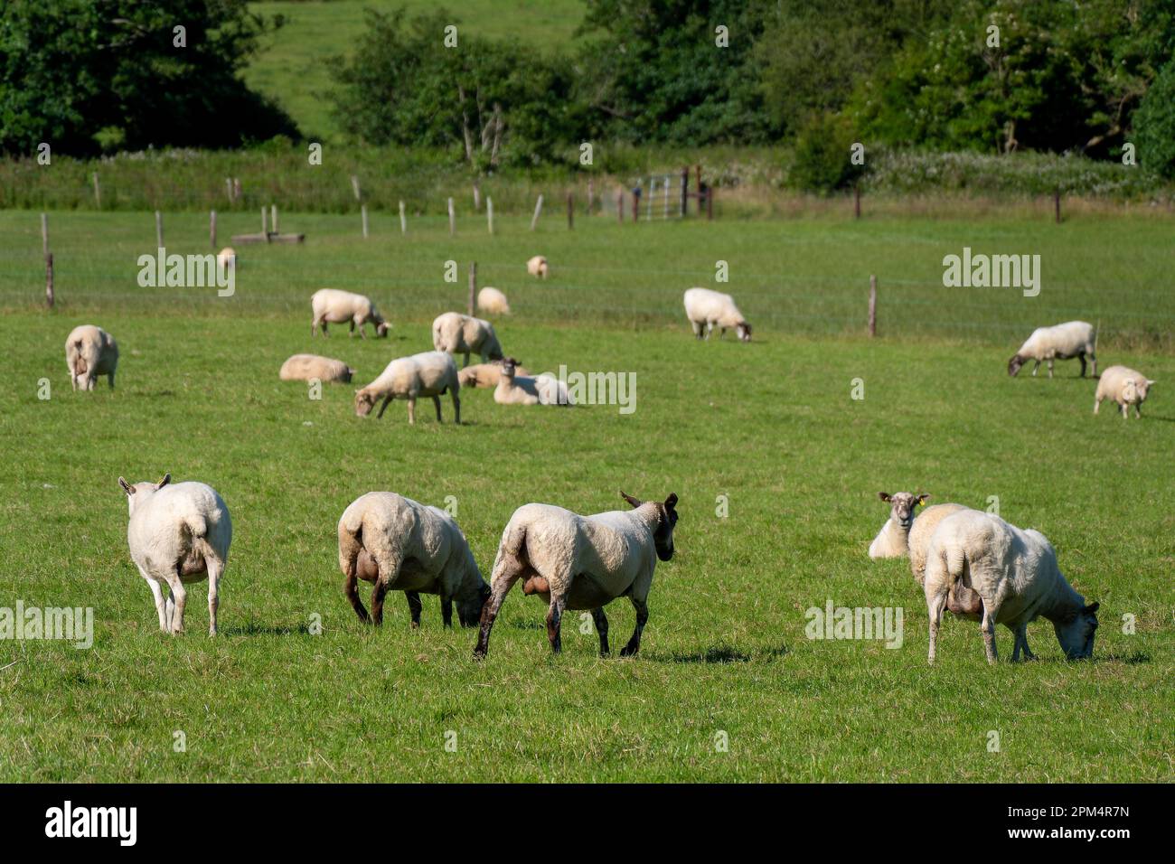 Un gregge di pecore su un prato, estate. Allevamento in Irlanda. Animali da pascolo in fattoria. Gregge di pecora su campo di erba verde Foto Stock