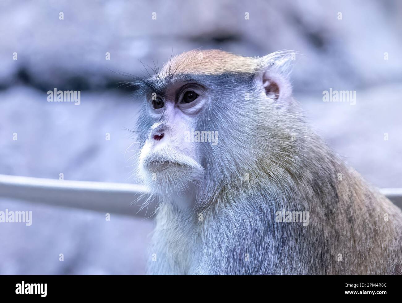 Primo piano di una scimmia patas al Como Park Zoo e Conservatorio di St Paul, Minnesota USA. Foto Stock