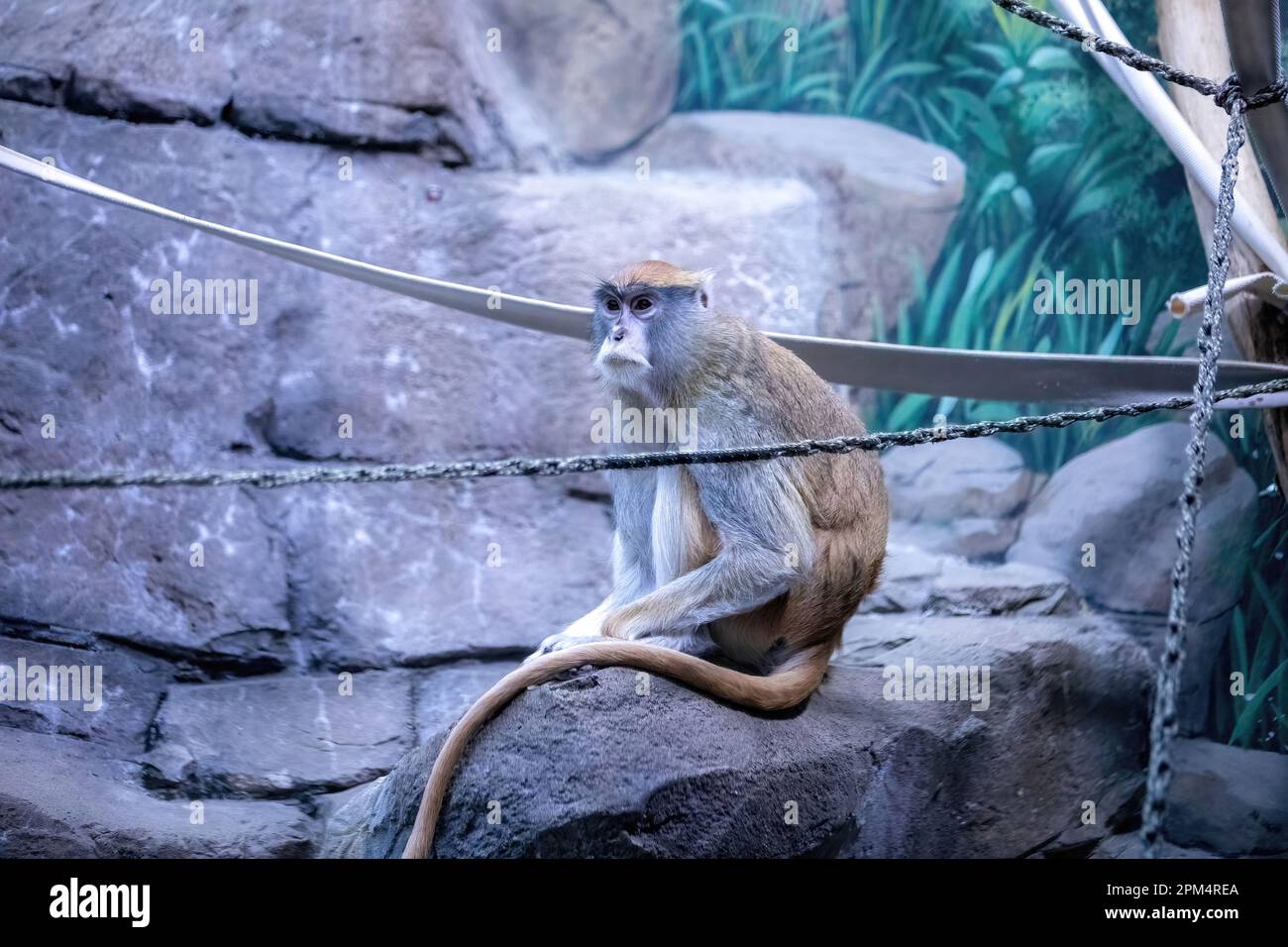 La scimmia Patas si trova su una grande roccia allo zoo e al Conservatorio del Como Park di St Paul, Minnesota USA. Foto Stock