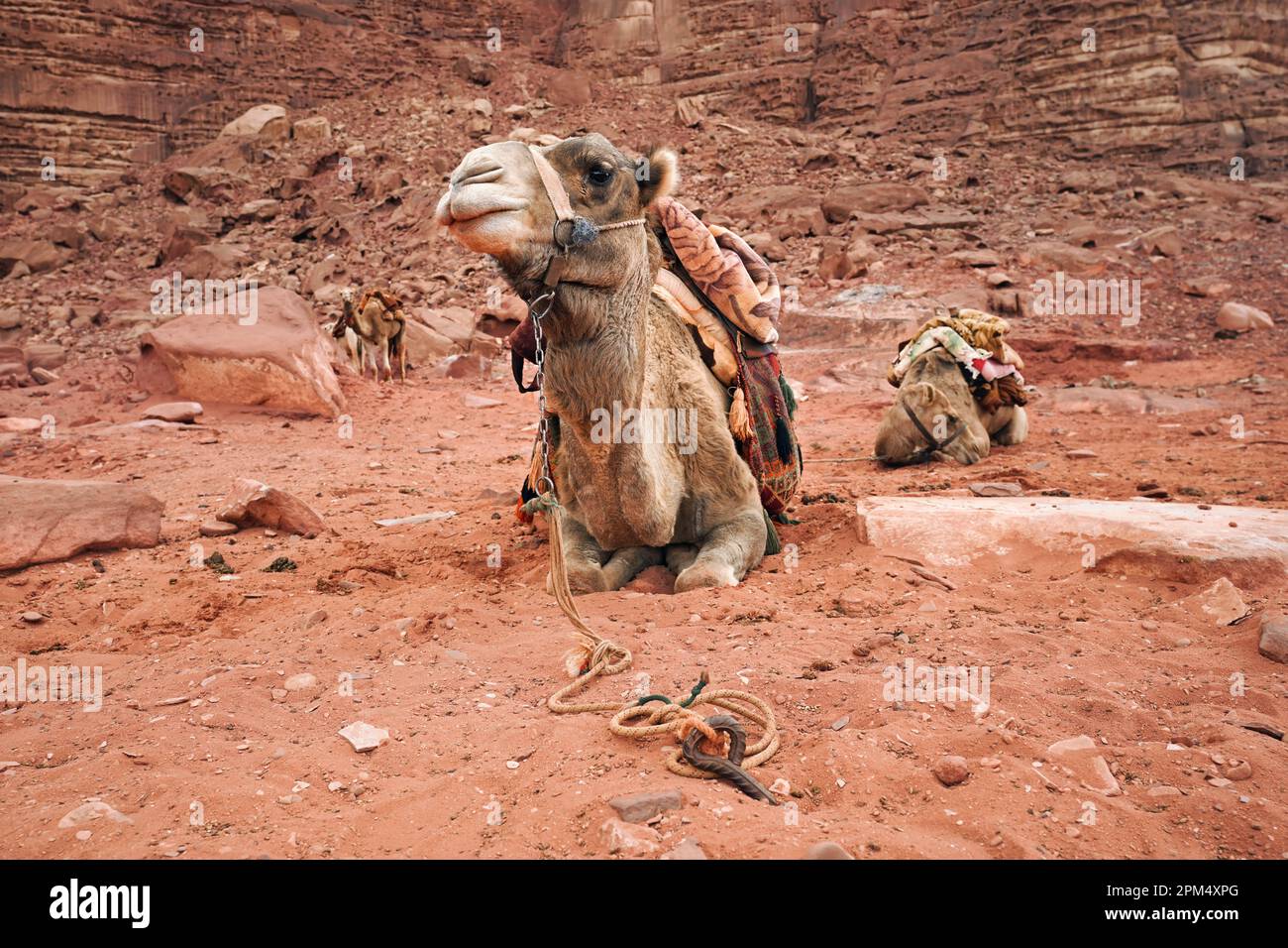 Cammelli che riposano sulla sabbia rossa a Petra in attesa che i turisti possano cavalcare Foto Stock