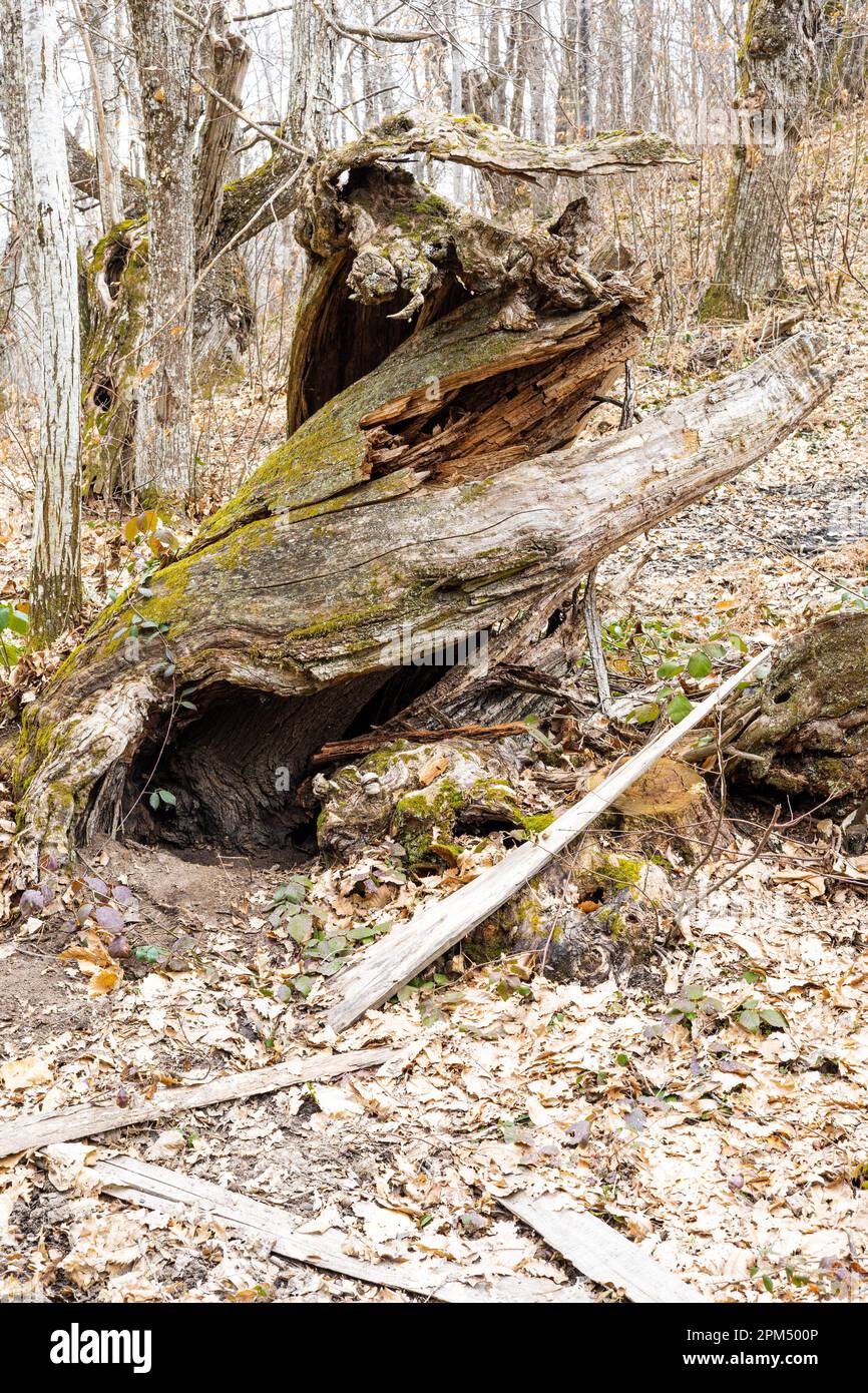 Autunno foresta e sottobosco Foto Stock