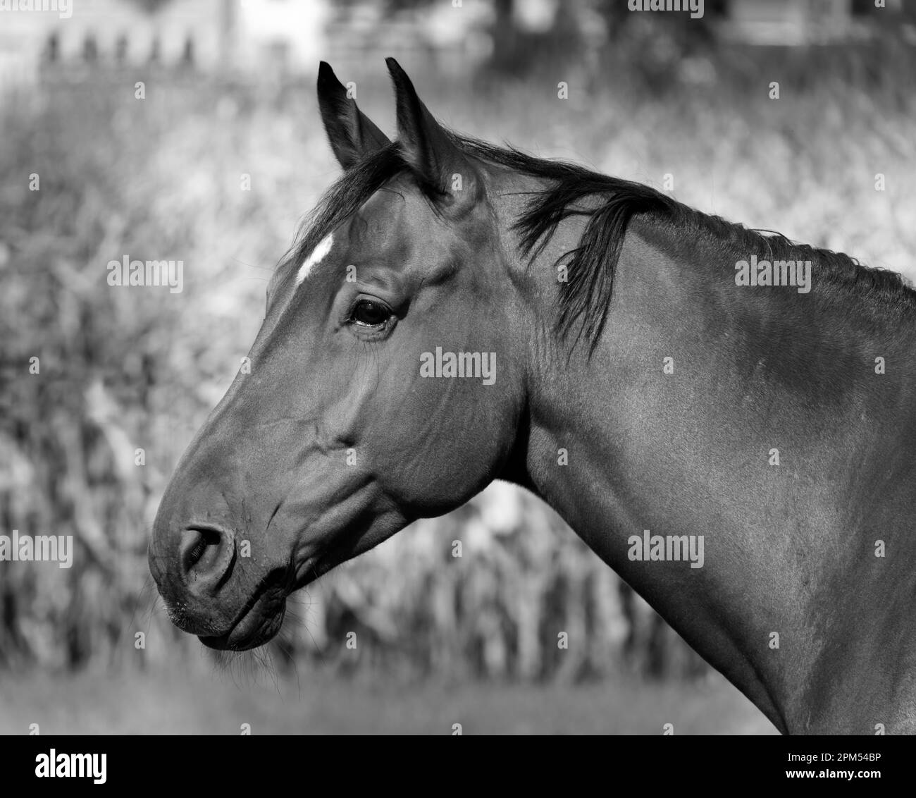 testa di cavallo in profilo laterale fotografata in bianco e nero di fronte al paesaggio naturale. giorno senza persone. verticale Foto Stock