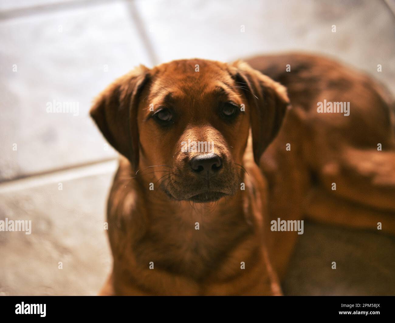 Labrador boxer immagini e fotografie stock ad alta risoluzione - Alamy