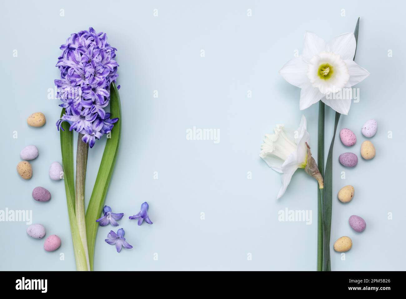 Un Hyacinto e Daffodils con uova di pasqua sparse su sfondo blu pastello primavera ancora vita Foto Stock
