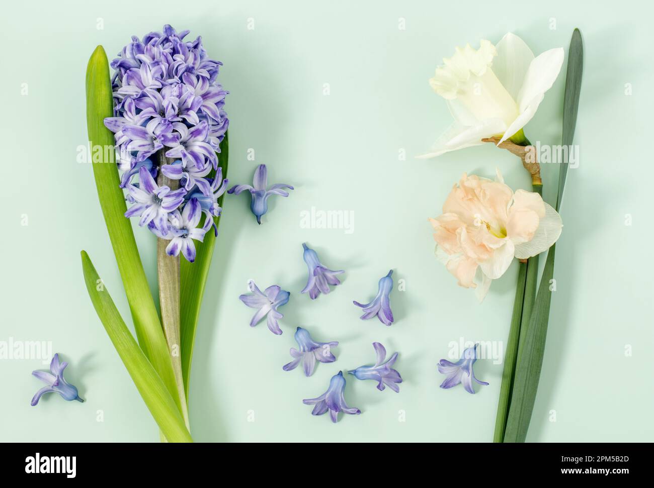 Un Hyacinto e Daffodils con fiori sparsi su sfondo verde pastello primavera ancora vita Foto Stock