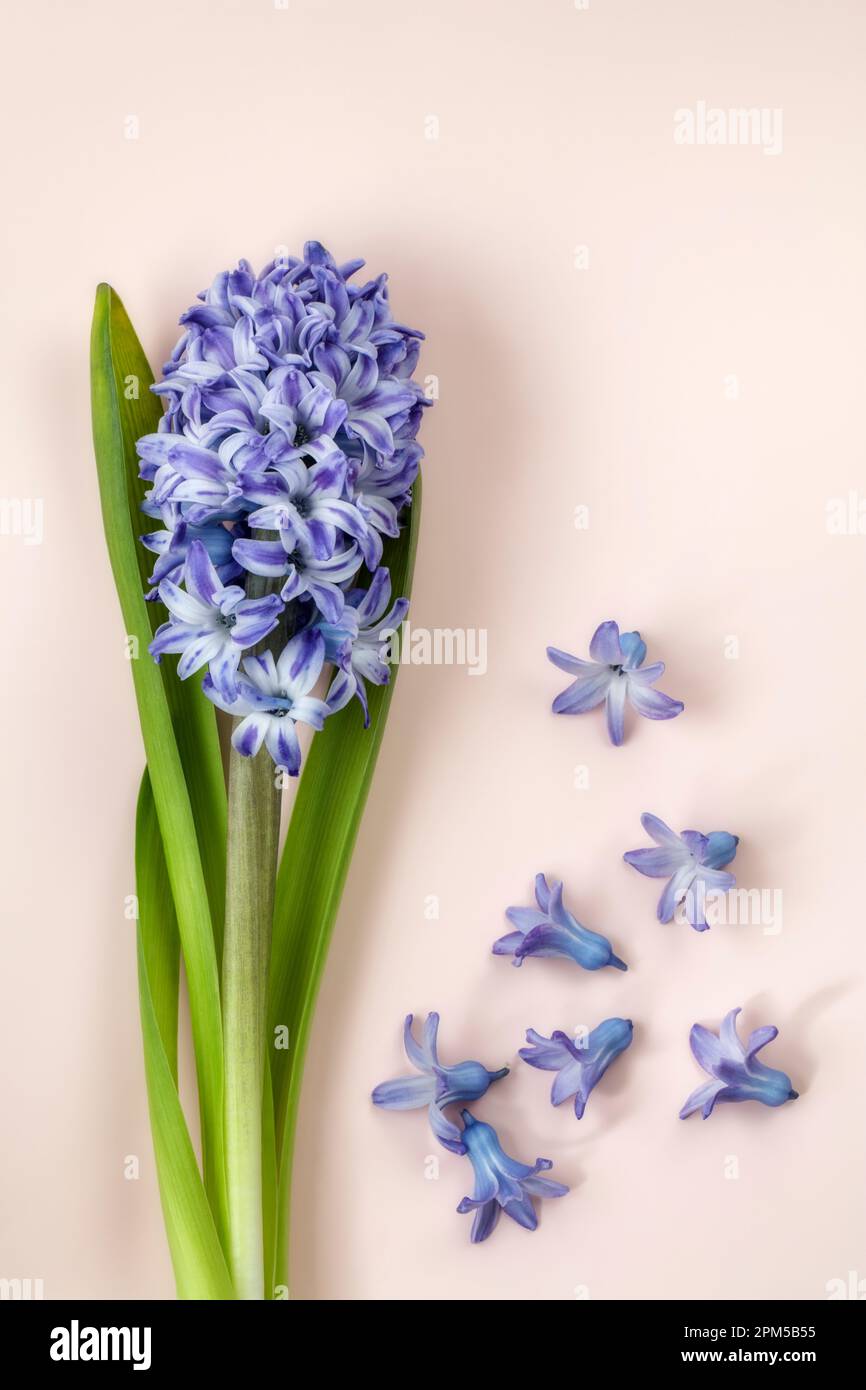 Uno Hyacinto comune con fiori sparsi su sfondo rosa Foto Stock
