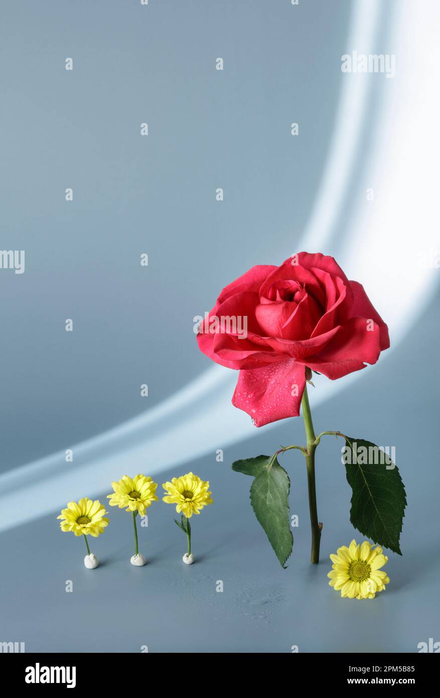 Una rosa rossa e margherite gialle che si ergono dritte con ombre dalle tende sullo sfondo Foto Stock