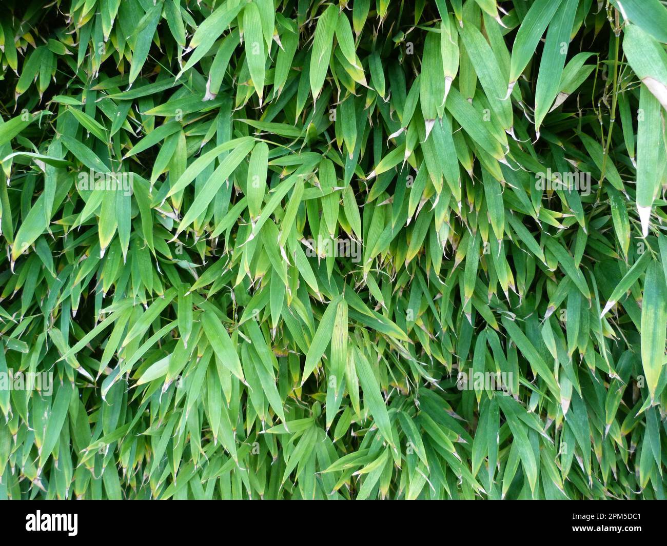 Immagine pouvant servir de texture Foto Stock