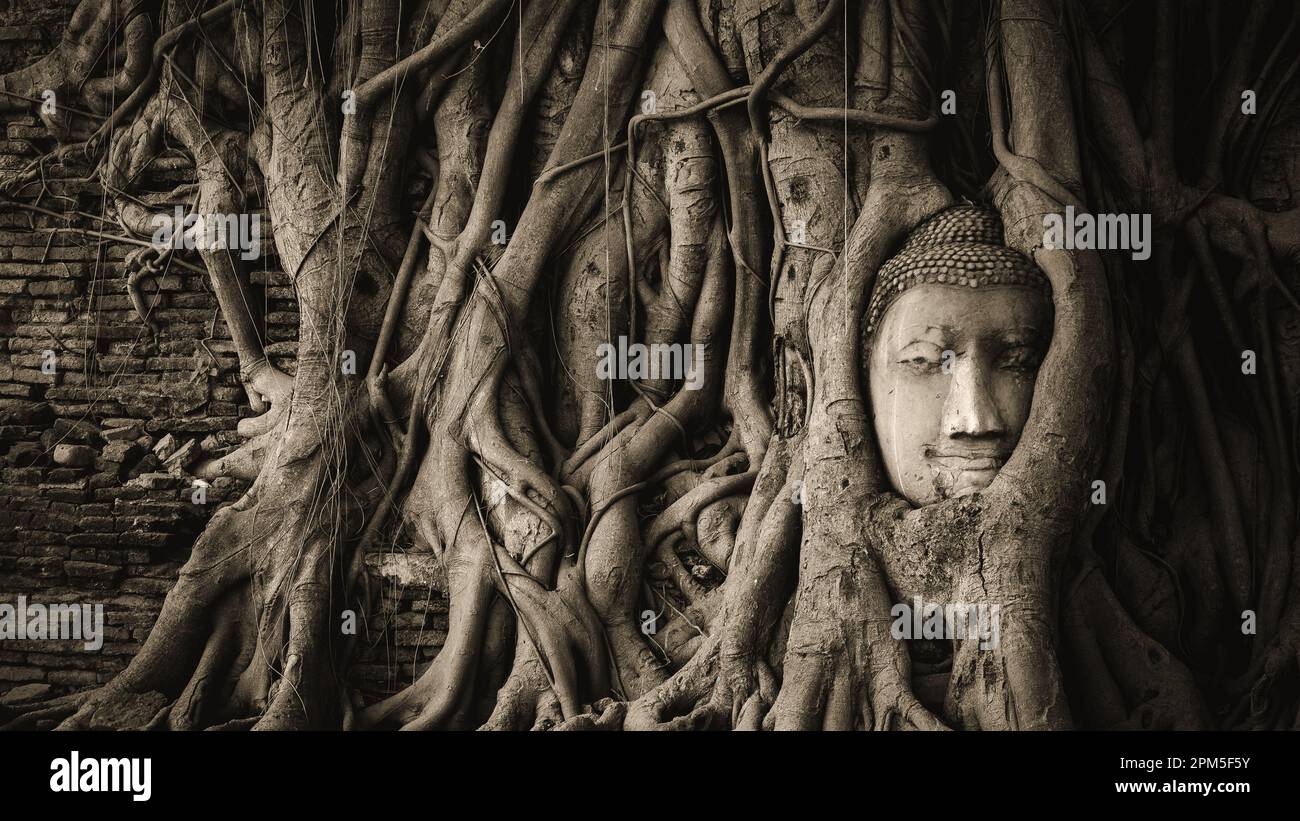 La testa del Buddha nelle radici dell'albero di banyan al tempiale di Wat Mahathat nel parco storico di Ayutthaya, Tailandia. Foto Stock