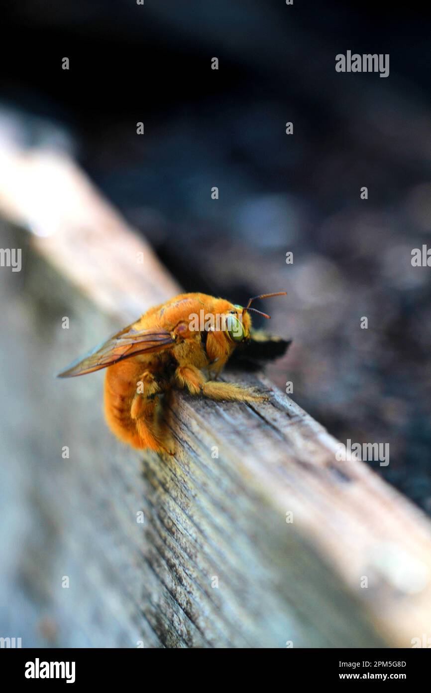 Ape orsacchiotto arancione e giallo con occhi verdi sulla tavola di legno Foto Stock