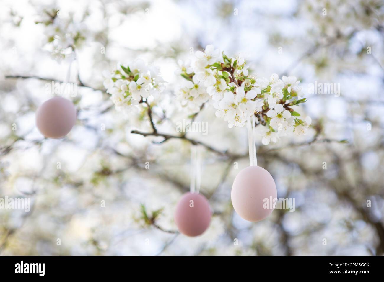 Decorazione pasquale, fiori di ciliegio Foto Stock