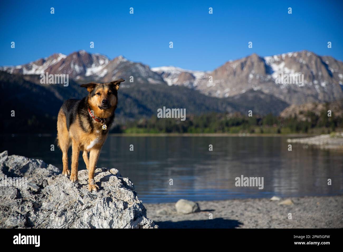 Cane all'alba sul lago June, California Foto Stock