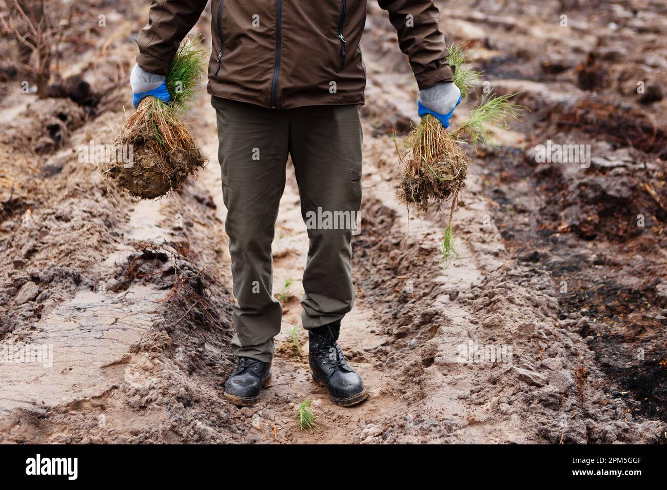 l'uomo tiene mazzo di giovani pianta di conifere prima di piantare la foresta in primavera Foto Stock