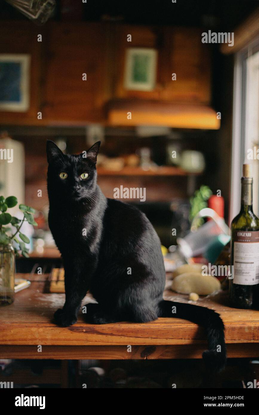 ritratto di un gatto nero di bellezza Foto Stock