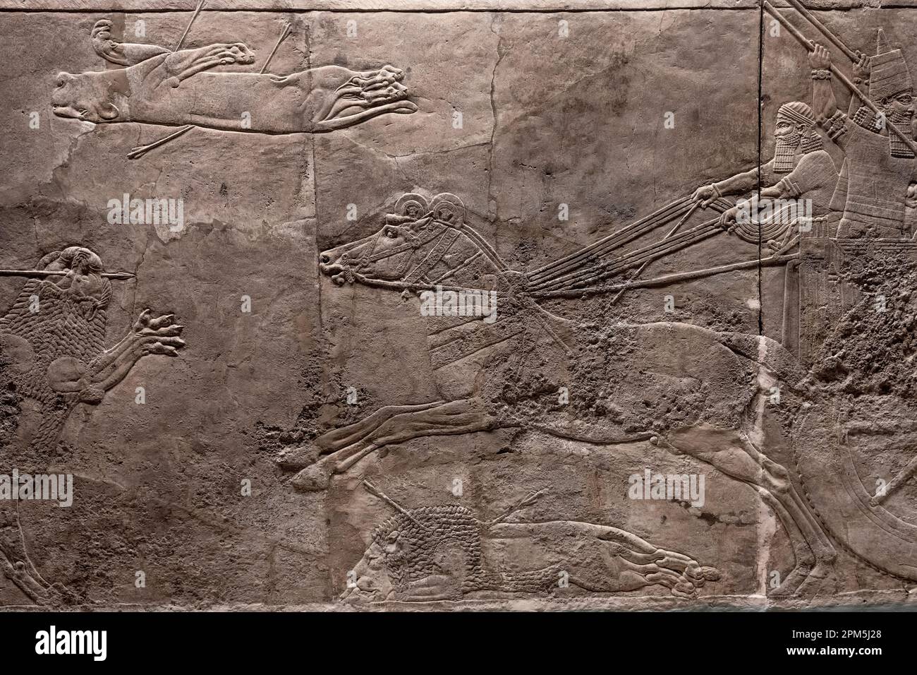 Trasporto di persiani in inseguimento di leoni Foto Stock