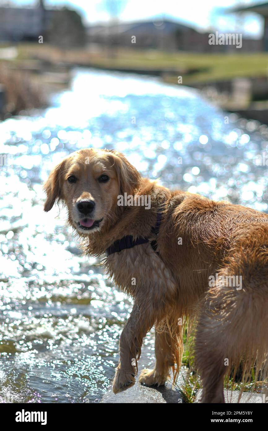 Cane bagnato che nuota nel fiume Foto Stock