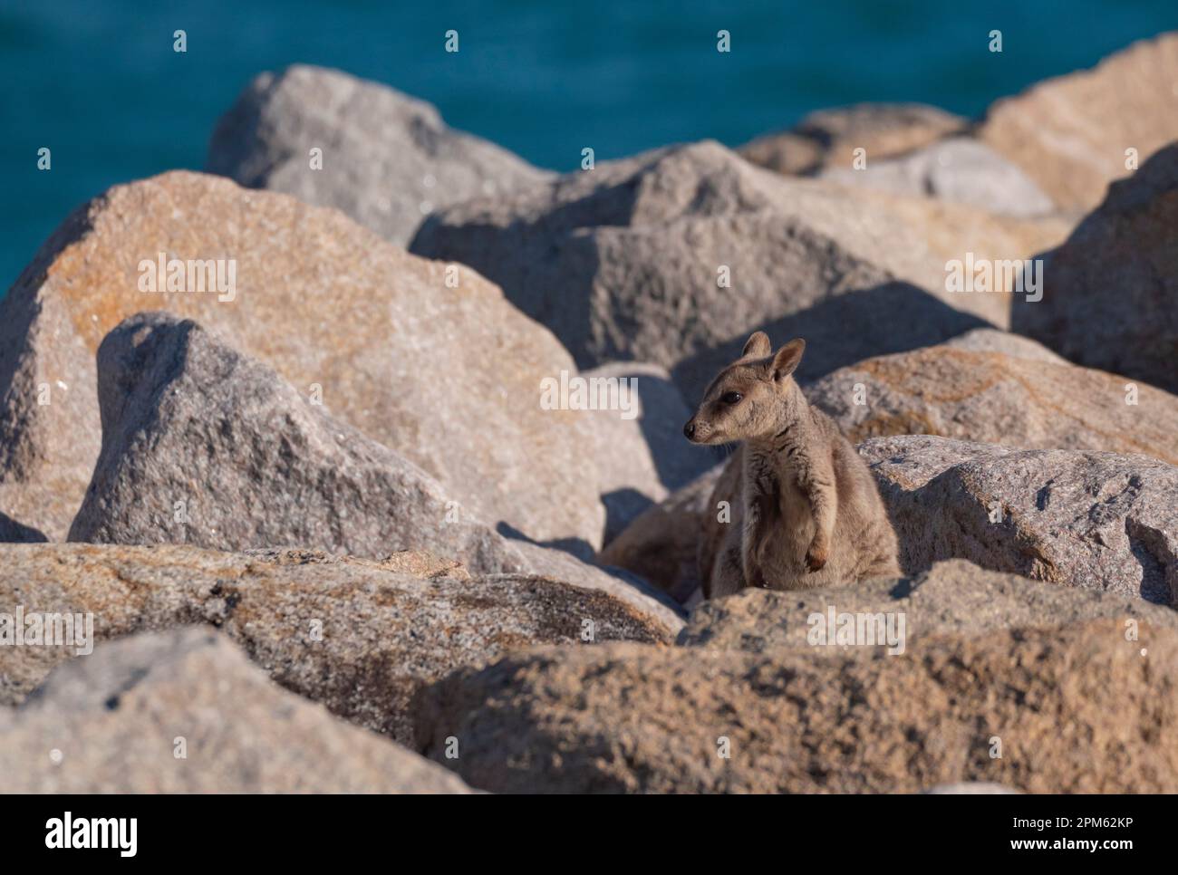 Giovane Allied Rock Wallaby, noto anche come un wallaby Weasel Rock, Petrogale assimilis, a Magnetic Island. Foto Stock
