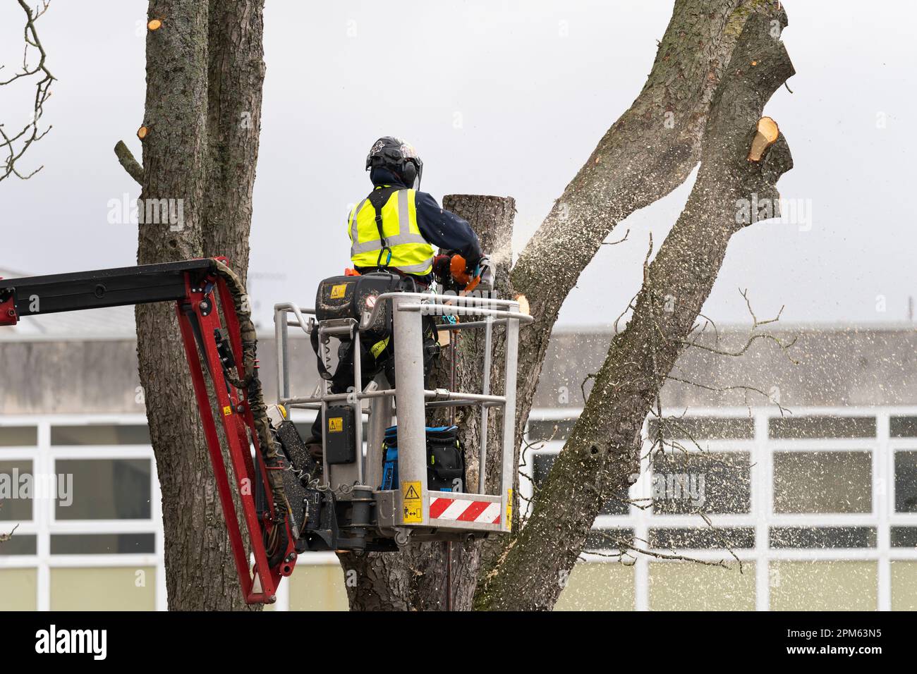 Un chirurgo che indossa i DPI in un ascensore mobile utilizzando una motosega per rimuovere un albero maturo morto dal parcheggio di Kier a Basingstoke, Regno Unito Foto Stock