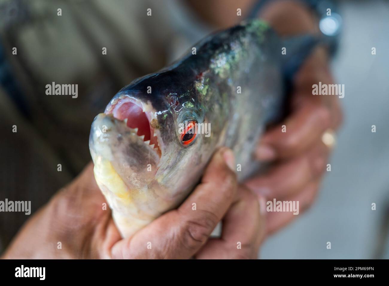 Redeye piranha (Serrasalmus rombeus) con denti affilati Foto Stock