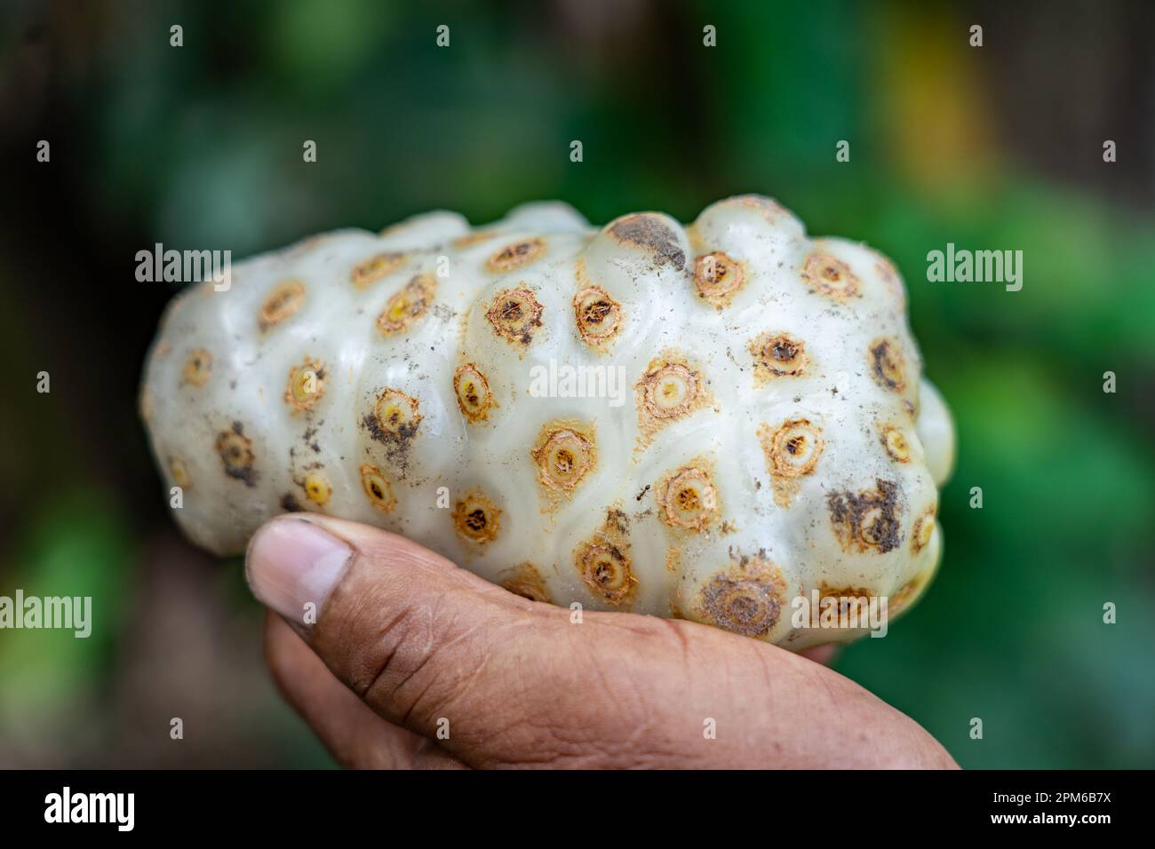 Il frutto di Noni (Morinda citrifolia) è talvolta indicato come "frutto del vomito" a causa del forte odore e del gusto amaro Foto Stock