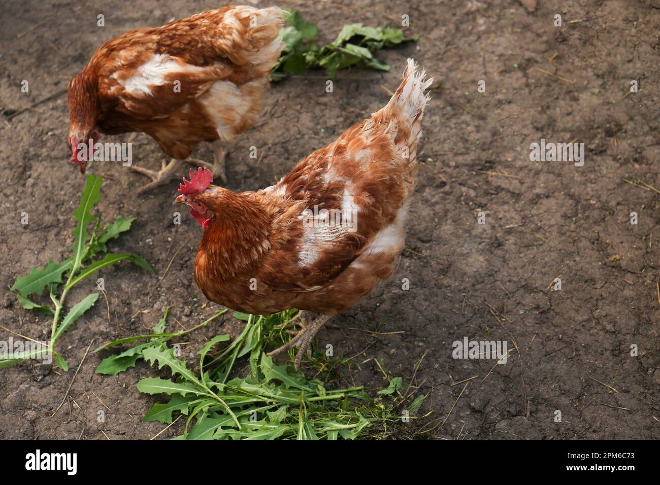 Belle galline brune in cortile. Polli liberi di gamma Foto Stock